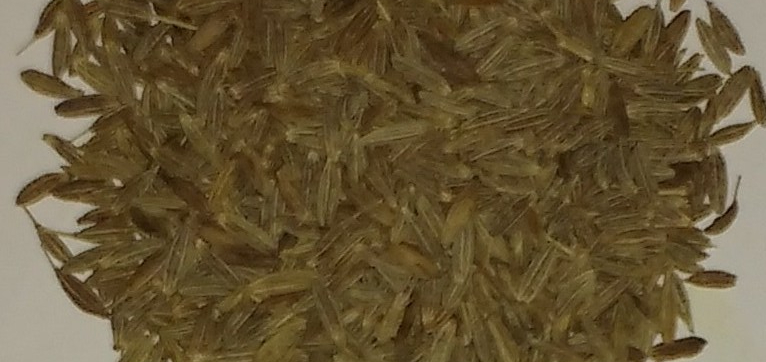 Jeera