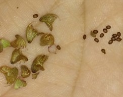 Basil seeds
