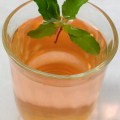 Holi Basil Tea