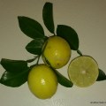 Lemon