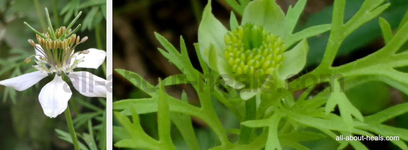 Nigella Seed Plant/ Kalonji Plant
